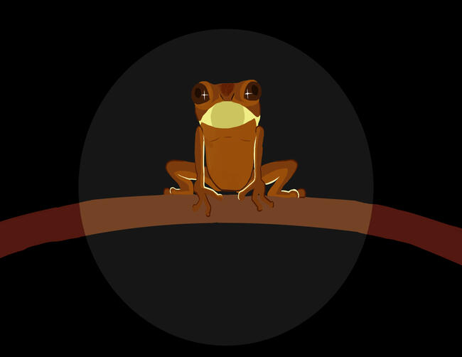 Frog Frog